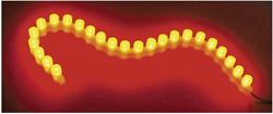 Picture of Cyron Lighting FL30-R Cyron Lighting Super Bright Flex LED Professional Accent Lighting - Red - 12in. FL30-R